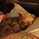 Interested In pet daycare or overnight in loving home with dog door and fenced backyard? Opportunity in Lancaster