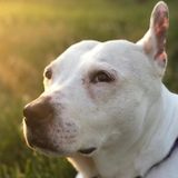 Seeking a house sitter for a senior dog in New York City
