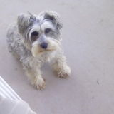 Arizona City Dog Walker Looking For Job Opportunities