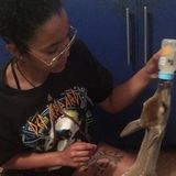Pet Care Provider