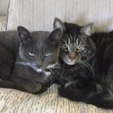 Fabulous Feline sitter wanted in Marina Del Rey