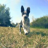 Available: Well Trained Pet Sitter in Casper