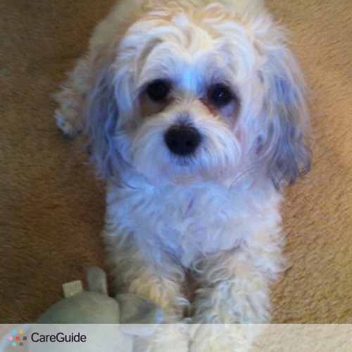 Pet Care Job Stephanie C's Profile Picture