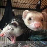 Ferret Sitter Needed