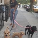 Los Angeles, California Pet Service Provider