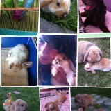 Pet sitting/dog walker/pet feeding/overnight care for any pet :)