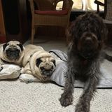 Occasional weekday walker needed for 3 sweet dogs in Centreville, MD