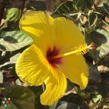 Azteca Landscaping Service - 25yrs of experience