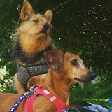 Pet Sitter