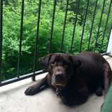 Nursing School Graduate Who Loves Animalsitting )