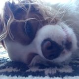 Love them pets like you do so no worries!