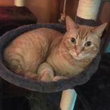 For Hire: Skilled Dog/Cat Sitting Professional in Oshkosh