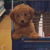 Sitter for puppy