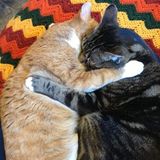 Loving Pet Sitter! All Animals