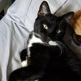 Trustworthy cat sitter