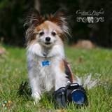 Pet Photography