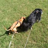Available: Capable Pet Care Provider in Morrow, Georgia