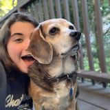 Animal loverDog walking and sitting available, email me!