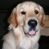 For Hire: Careful House, Pet, Seniors,and Plant Sitter. Run Errands and Take to Appointments in Fair Oaks, California.