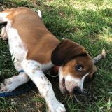 Knowledgeable Dog Walker for Hire