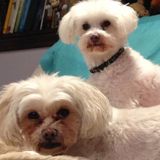 Animal Lover looking for Pet Sitter Opportunities