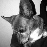 Available: Pet Sitter/Dog walker in Hesperia