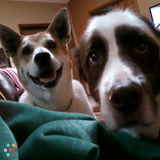 Loving and Reliable Animal Caregiver - LEES SUMMIT