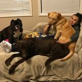 Interested In East Palo Alto Dog Sitting Professional Jobs