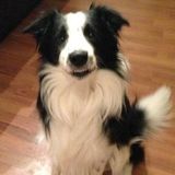 Pet Friendly Housekeeper Needed For Small Condo In South Etobicoke