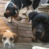 Excellent, Caring & Fun Pet Sitter!