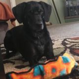 Reliable, flexible, and ready to love your pet!