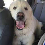 Crazy Dog Lady Wants to Give Your Furbaby a Vacation When You Take One!