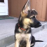 Capable Dog Sitting Professional in Harrisonville