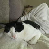 Hiring: Sterling, Virginia, Cat Lover