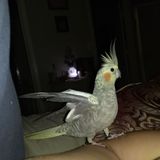 Searching for bird experienced sitter