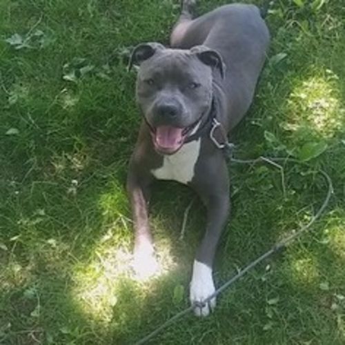 Pet Care Provider Donnell W's Profile Picture