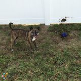 Professional, Loving Pet Sitter