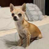Click right Meow! Mobile Pet Sitter seeks work in Sacramento/Surrounding to assist you in keeping the paws n claws happy!