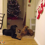 Loving Pet Sitter