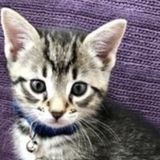 My name is Gracie and im looking for check in with my kitten
