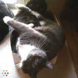 Fur Kid Fanatic Pet/House Sitting Service!