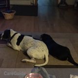 Dedicated pet sitter needed!