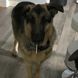 Dedicated Dog Walking Available Now!