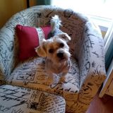 Daycare for my puppy