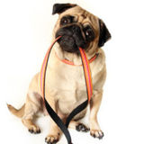 Dog walking