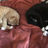 Loving Cat and Dog Sitter