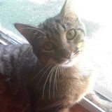 Seasoned Cat Sitting Professional in Schenectady
