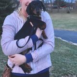 Looking for a pet sitter to watch my little doxie when Im away on weekends!