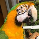 Bird/Dog lover, Devoted yoga instructor and runner with free time do what I love, care, compassion and love to animals