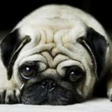Mail collection, pet sitter/feeding, plant care, snow clearing, garbage throwing
